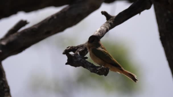 Bir Ağaç Dalında Oturan Tarçın Göğüslü Arı Yiyici — Stok video