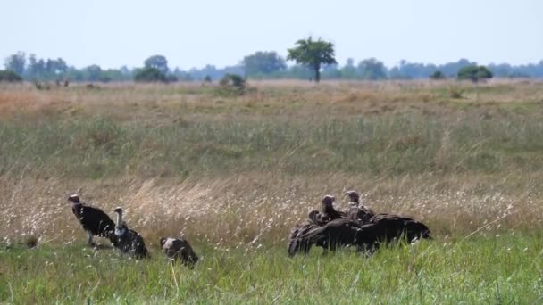 Grupo Abutres Encapuzados Torno Suas Presas Parque Nacional Nkasa Rupara — Vídeo de Stock