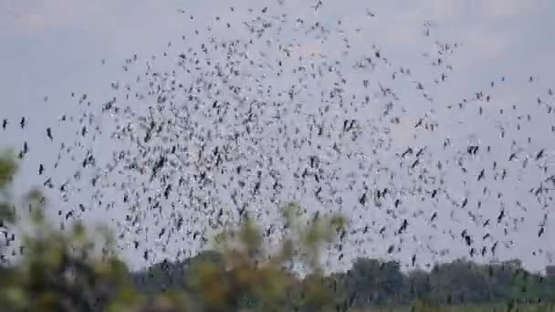 Enjambre Aves Parque Nacional Nkasa Rupara Namibia — Vídeo de stock