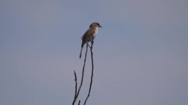 Uccellino Ramo Albero Nel Parco Nazionale Nkasa Rupara Namibia — Video Stock