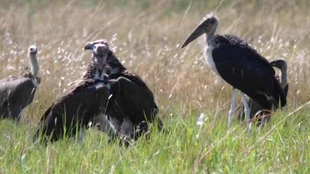 Groep Aasgieren Met Kap Een Maraboe Ooievaar Rond Hun Prooi — Stockvideo