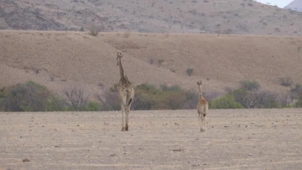 Madre Piccola Giraffa Che Camminano Sulla Savana Orupembe Namibia — Video Stock