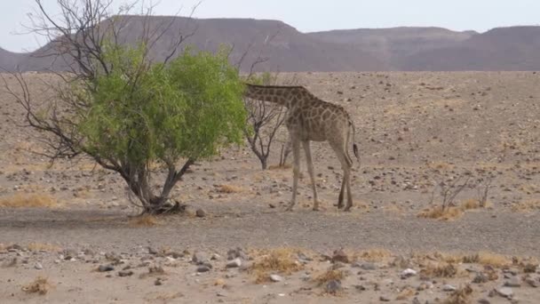 Giraffa Mangia Albero Sulla Savana Orupembe Namibia — Video Stock