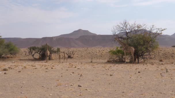 纳米比亚Orupembe草原上的长颈鹿家族 — 图库视频影像
