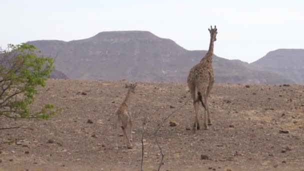 Mère Bébé Girafe Éloignent Sur Savane Orupembe Namibie — Video