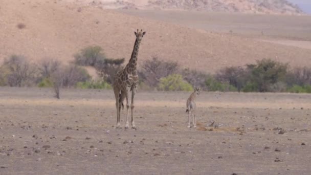 Mutter Und Giraffenbaby Gemeinsam Der Trockenen Savanne Von Orupembe Namibia — Stockvideo