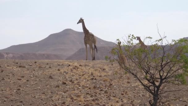 Familie Giraffe Loopt Weg Savanne Van Orupembe Namibië — Stockvideo