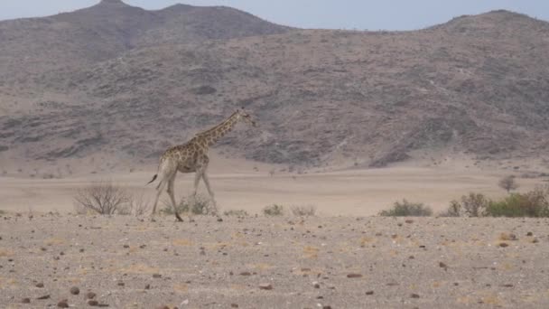 Einsame Giraffe Wandert Durch Die Trockene Savanne Von Orupembe Namibia — Stockvideo