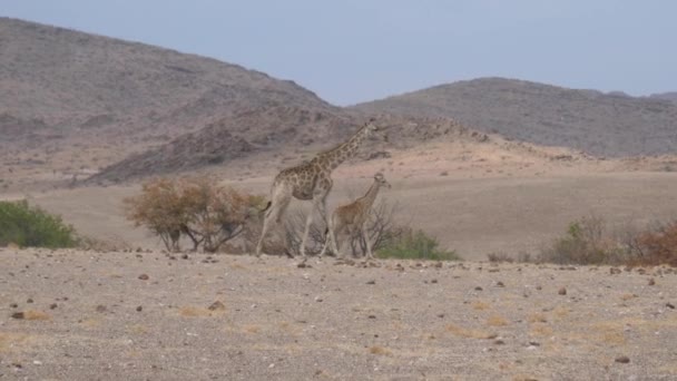 Matka Dziecko Żyrafa Odchodzą Suchej Sawannie Orupembe Namibii — Wideo stockowe