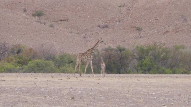 Matka Dziecko Żyrafa Odchodzą Suchej Sawannie Orupembe Namibii — Wideo stockowe