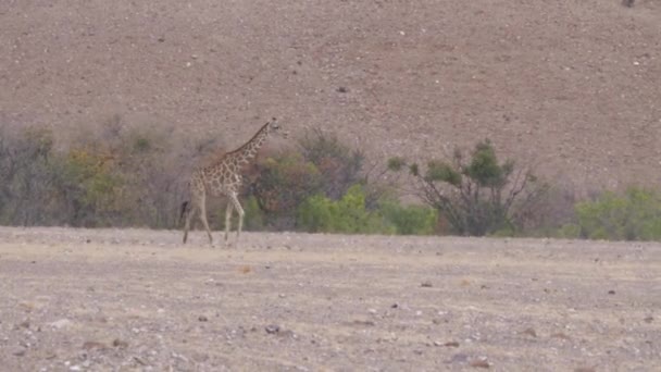 在纳米比亚 长颈鹿宝宝绕着妈妈在一片干燥的欧鲁佩草原上奔跑 — 图库视频影像