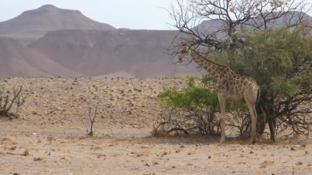 Girafe Marche Sur Savane Orupembe Namibie — Video