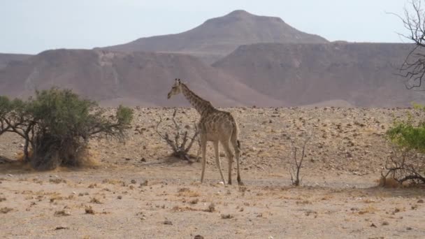 Giraffa Allontana Sulla Savana Orupembe Namibia — Video Stock