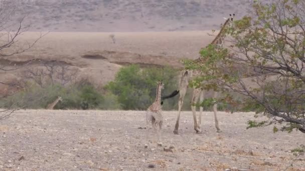 Mor Och Baby Giraff Iväg Torr Savanna Orupembe Namibia — Stockvideo