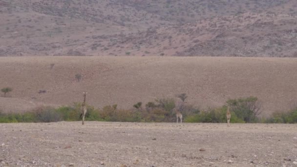 Giraffe Family Walks Away Savanna Orupembe Namibia — Stock Video