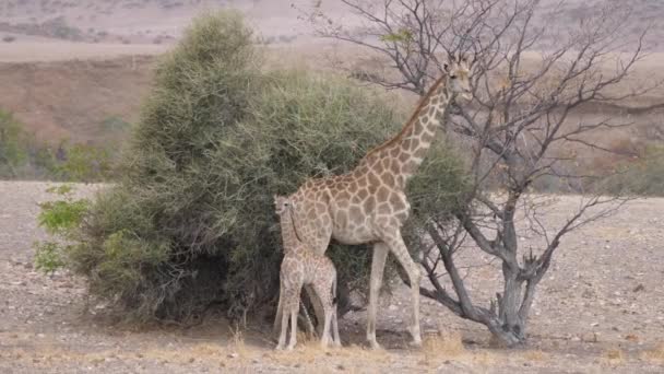 Bébé girafe fuit sa mère sur la savane d'Orupembe en Namibie