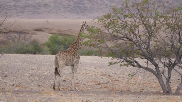 A zsiráf egyik fáról a másikra sétál Orupembe száraz szavannáján Namíbiában.