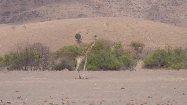 孤独的长颈鹿在纳米比亚的干草原上散步 — 图库视频影像