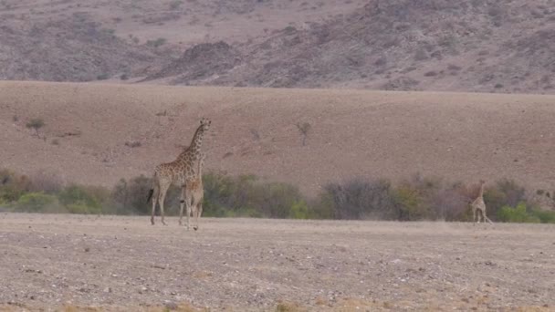 Mała Żyrafa Biegająca Wokół Mamy Sawannie Orupembe Namibii — Wideo stockowe