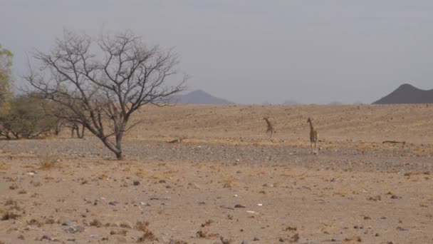 Famiglia Giraffa Che Cammina Una Savana Asciutta Orupembe Namibia — Video Stock