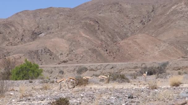 Herd Van Springbok Een Droge Savanne Rond Purros Namibië — Stockvideo