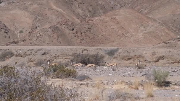 Springbockherde Einer Trockenen Savanne Purros Namibia — Stockvideo