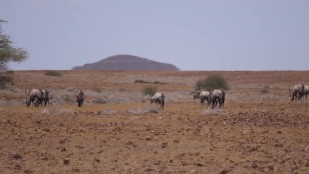 Manada Gemsbok Uma Savana Seca Torno Purros Namíbia — Vídeo de Stock