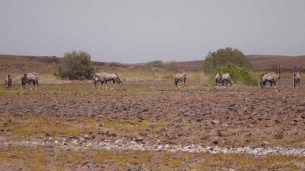 Mandria Gemsbok Una Savana Secca Intorno Purros Namibia — Video Stock