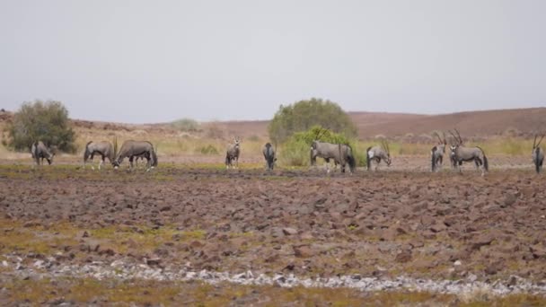 Stádo Drahokamů Suché Savaně Kolem Purros Namibii — Stock video