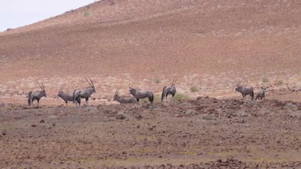 Manada Gemsbok Uma Savana Seca Torno Purros Namíbia — Vídeo de Stock