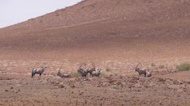 Egy Gemsbok Csorda Száraz Szavannán Purros Körül Namíbiában — Stock videók