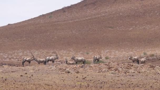 Manada Gemsbok Uma Savana Seca Torno Purros Namíbia — Vídeo de Stock