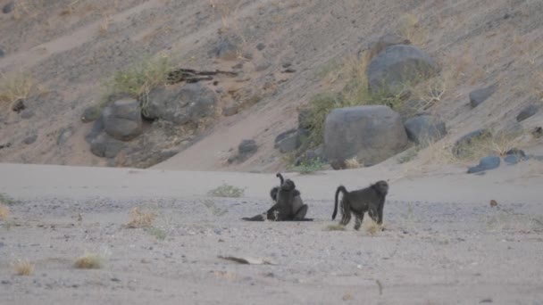 Tropa Babuinos Sabana Alrededor Purros Namibia — Vídeos de Stock