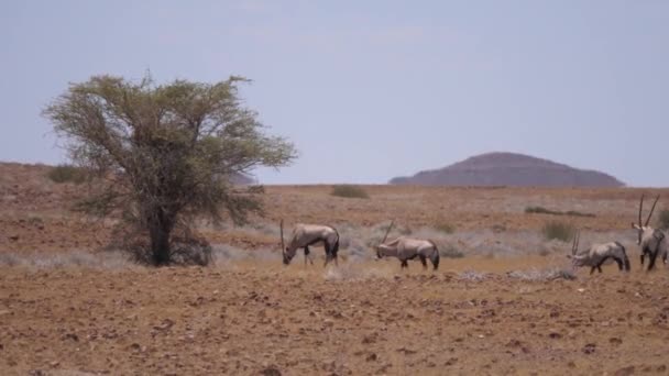 Manada Gemsbok Uma Savana Seca Torno Purros Namíbia — Vídeo de Stock