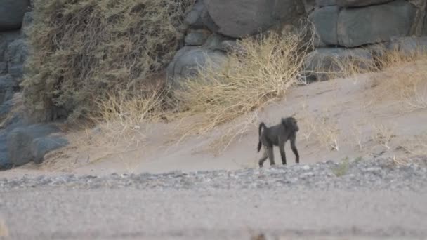 Два Бабуина Идут Саванне Вокруг Пурроса Намибии — стоковое видео