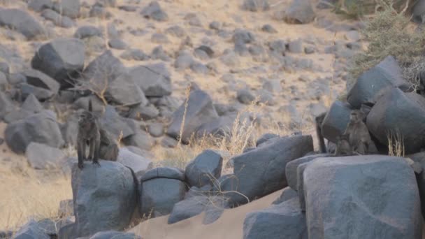 Oddział Pawianów Siedzących Skałach Wokół Purros Namibii — Wideo stockowe