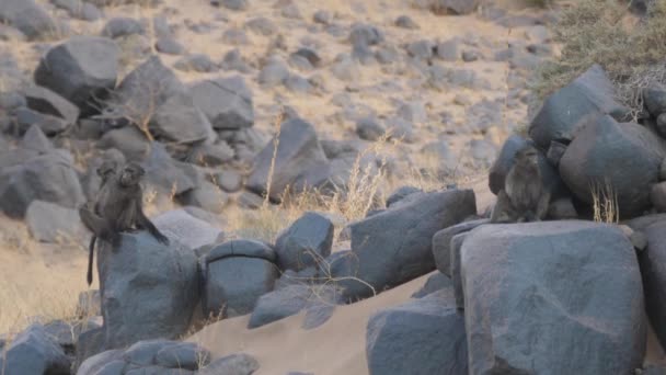 Oddział Pawianów Siedzących Skałach Wokół Purros Namibii — Wideo stockowe