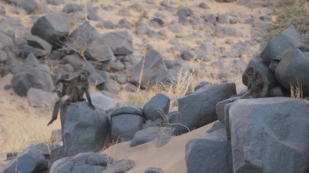 Tropa Babuinos Huyendo Sobre Rocas Alrededor Purros Namibia — Vídeos de Stock