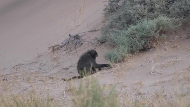 Baviaan Zoek Naar Voedsel Het Zand Savanne Rond Purros Namibië — Stockvideo