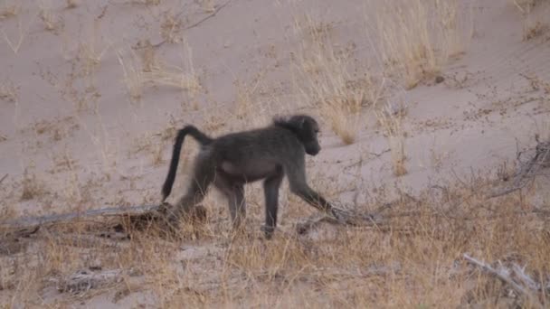 Babuino Caminando Sobre Sabana Alrededor Purros Namibia — Vídeos de Stock