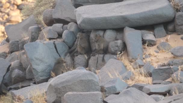 纳米比亚普罗斯附近的岩石上坐着成群的狒狒 — 图库视频影像