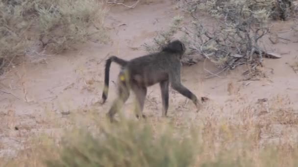 Babuino Caminando Sobre Sabana Alrededor Purros Namibia — Vídeos de Stock