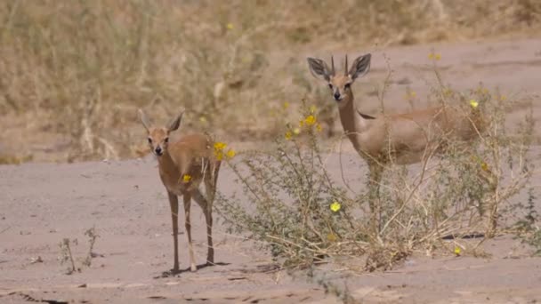 Steenbok Comiendo Una Flor Sabana Alrededor Purros Namibia — Vídeo de stock