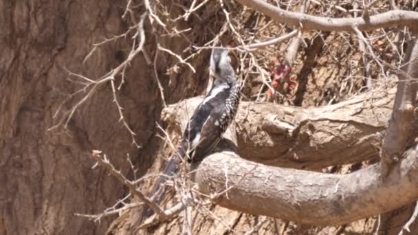 Hornbill Tronco Árvore Torno Purros Namíbia — Vídeo de Stock