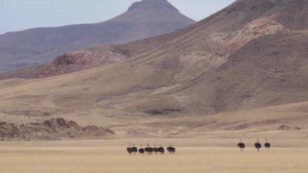 Manada Avestruz Caminando Sobre Una Sabana Seca Purros Namibia — Vídeos de Stock