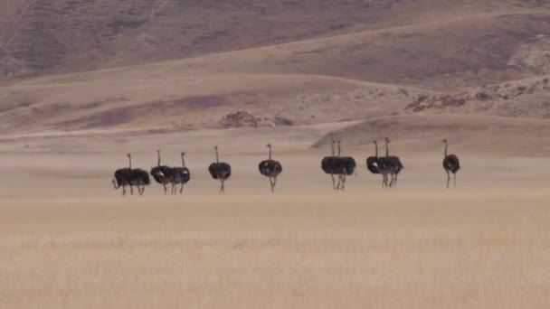 Strutsbesättning Som Springer Torr Savann Purros Namibia — Stockvideo