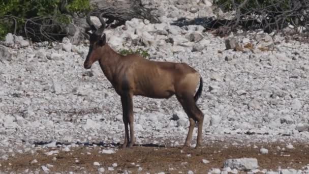 Common Tsessebe Walking Rocky Savanna Etosha National Park Namibia — Stock Video