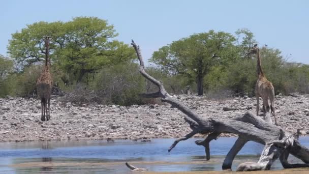 Panela Uma Manada Girafa Torno Uma Lagoa — Vídeo de Stock