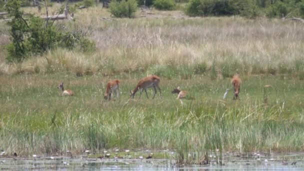 Stádo Antilop Samic Pasoucích — Stock video
