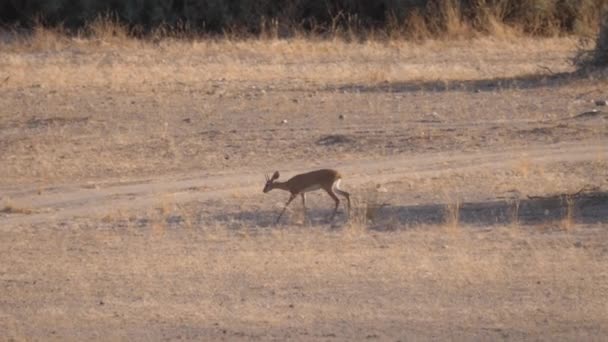 Steenbok Promenader Vid Hoanib Riverbed Namibia — Stockvideo
